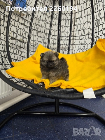 Померан, снимка 3 - Померан - 53323388