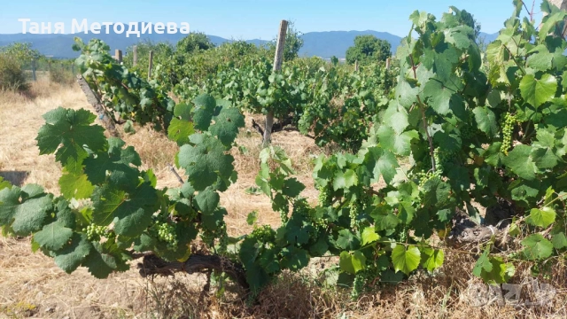 Лозе Червен Карловски Мискет – 2×7.174 дка, плододаващо, 21 реда × 200 м, до кв. Анево – Сопот, снимка 7 - Земеделска земя - 52501810