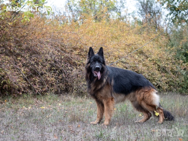 Елитна мъжка дългокосместа немска овчарка за разплод