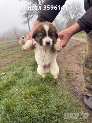 Каракачанки с.Агатово, снимка 8 - Каракачанска овчарка - 52885341