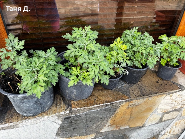 Хризантеми (мишета), снимка 2 - Градински цветя и растения - 54246330