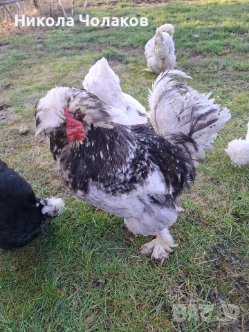 Струмски стандарт яйца 