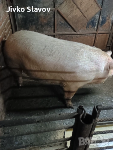 Prodavam bremenna svinq, снимка 2 - Прасета - 54122748