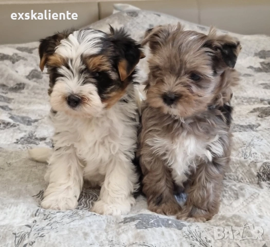 Йоркширски Териер Мерле и Бивер
