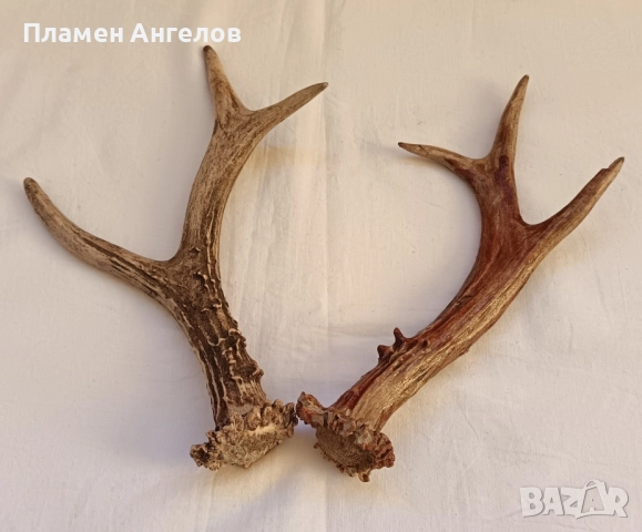 Трофей-рога от сръндак, снимка 3 - Декорация за дома - 52260402