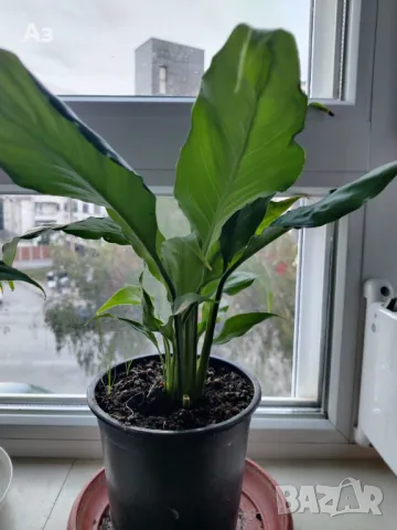 Цветя Спатифилум - в начало на цъфтеж, 6 броя налични, снимка 5 - Стайни растения - 47681002