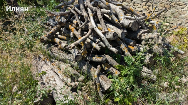 Орехово дърво 7 м + клони – с. Мерданя , снимка 6 - Строителни материали - 51240563