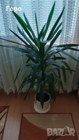 Юка 130 см., снимка 2 - Стайни растения - 51078280
