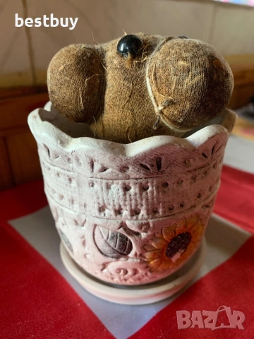 Чичко тревичко, снимка 3 - Стайни растения - 54275459