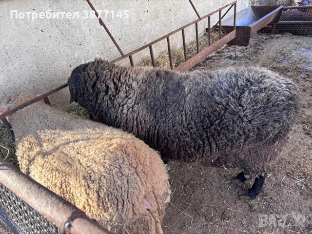 Кочове Фрезиец 3 боря, снимка 4 - Овце - 54083875