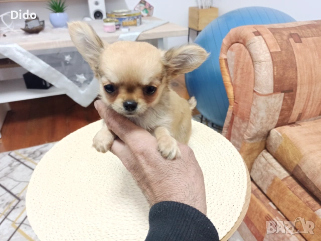 Продавам мъжки  чихуахуа 