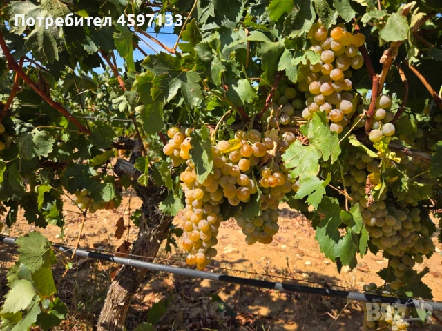 Десертно грозде - Бейрут, снимка 1