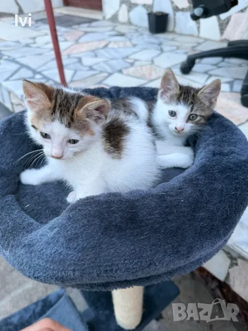 Подарявам малки котенца, снимка 3 - Други - 56507719