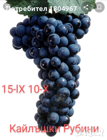 Лозов посадъчен материал , снимка 17 - Разсади - 52487852