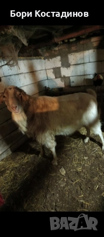 ПРОДАВАМ ПРЪЧ