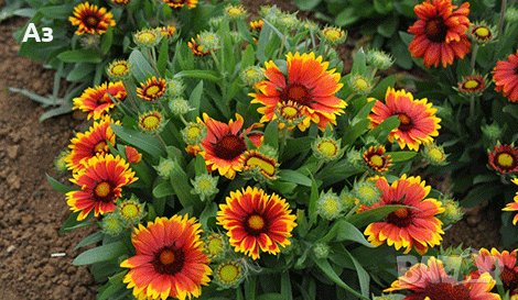 Продавам цветя Гайлардия – разсад за пролетно засаждане в градината, различни цветове, снимка 17 - Разсади - 30273860