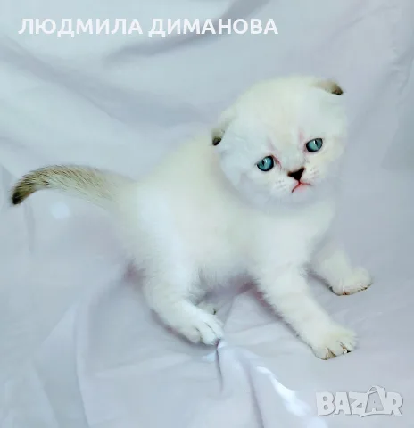 Клепоухо мъжко със сини очи , снимка 2 - Британска късокосместа - 56312536