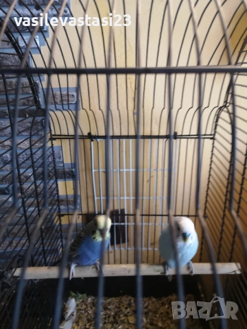 чифт вьлнисти папагали с клетка , снимка 7 - Папагали - 52690886