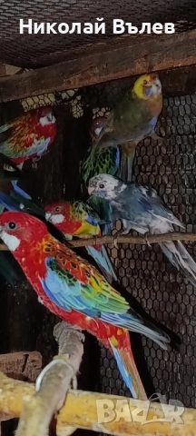 Пенанти , снимка 17 - Папагали - 52105277