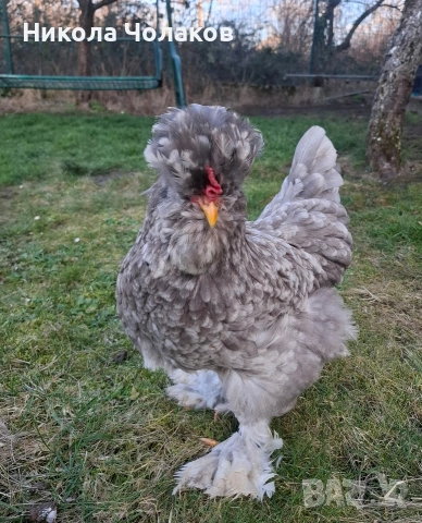 Струмски стандарт яйца , снимка 3 - Кокошки и пуйки - 54215328