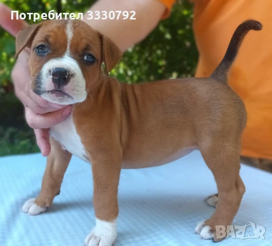 Американски стафордширски териер - елитни родители с родословие , снимка 11 - Американски стафордширски териер - 51258763