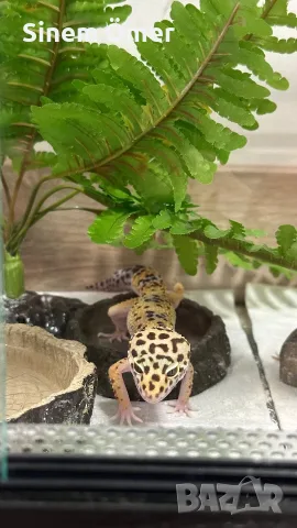 🦎 Леопардов гекон , снимка 3 - Гекон - 56047572