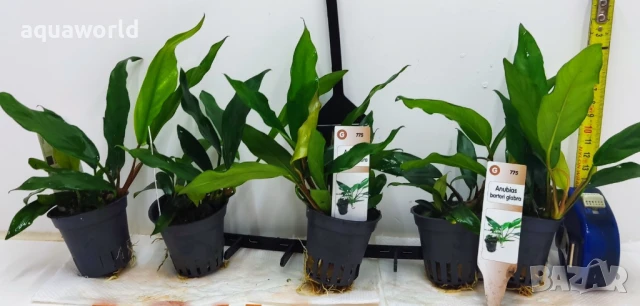 "ПРОМОЦИЯ" Anubias barteri var. glabra /Анубиас/