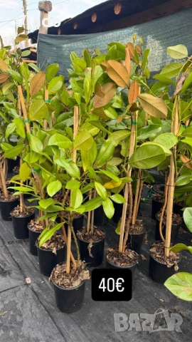 Магнолия Грандифлора(Grandiflora) - вечнозелена, снимка 9 - Градински цветя и растения - 54015708