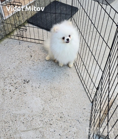 Мини Померан момче 