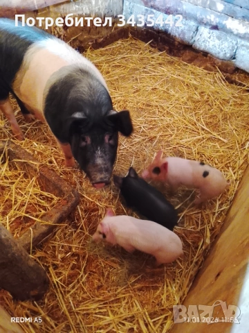 Свиня майка с прасенца