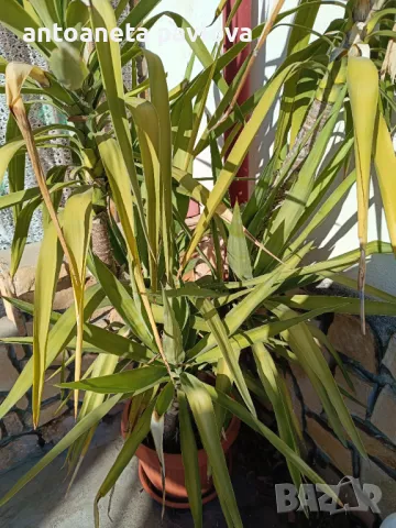 Два броя Палма Юка , снимка 5 - Градински цветя и растения - 48567103