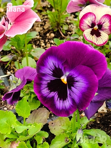 Продавам теменужки, снимка 4 - Градински цветя и растения - 54018843