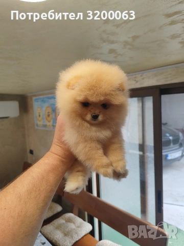 Померан мини женско , снимка 9 - Померан - 54288210