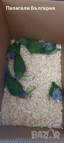 Ръчно хранени говорящи папагали, снимка 1