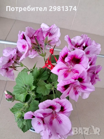 Кралско мушкато, снимка 4 - Стайни растения - 54216735