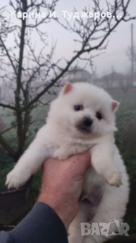 Малки померанчета, снимка 2 - Померан - 52570268