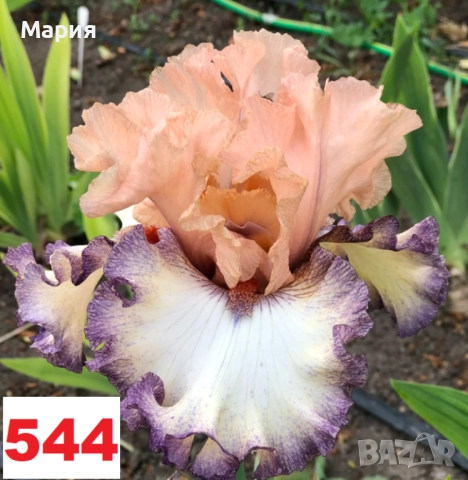 Сортови вискоки ириси /брадати ириси, снимка 8 - Градински цветя и растения - 51459407