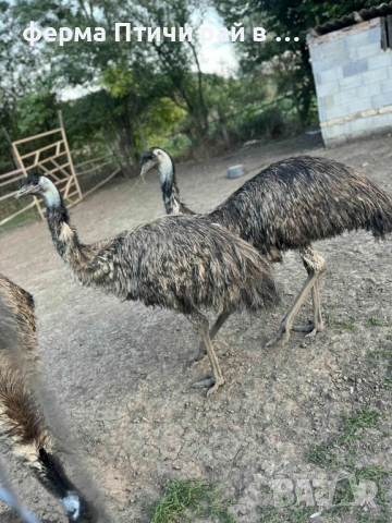 австралийско ему, снимка 4 - други­ - 51688808