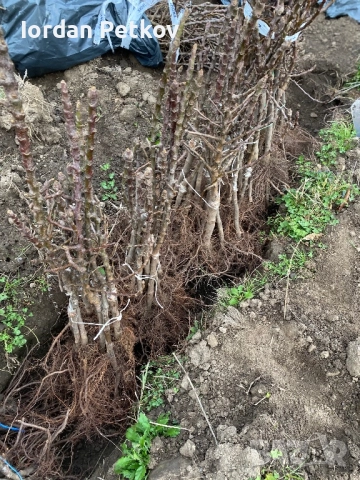 Мини дървета, снимка 2 - Разсади - 52656469