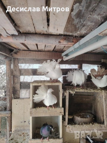 Гълъби, снимка 12 - Гълъби - 54093469