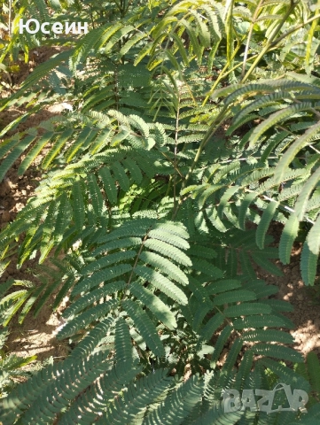 Фиданки от Албиция , снимка 4 - Градински цветя и растения - 51598315