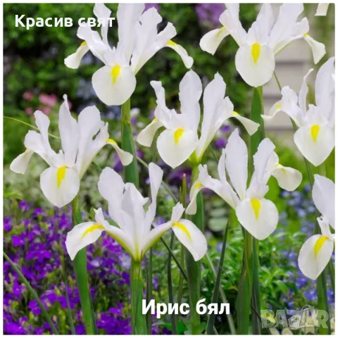 Луковици на 5 сорта високи ириси, снимка 6 - Градински цветя и растения - 56469392