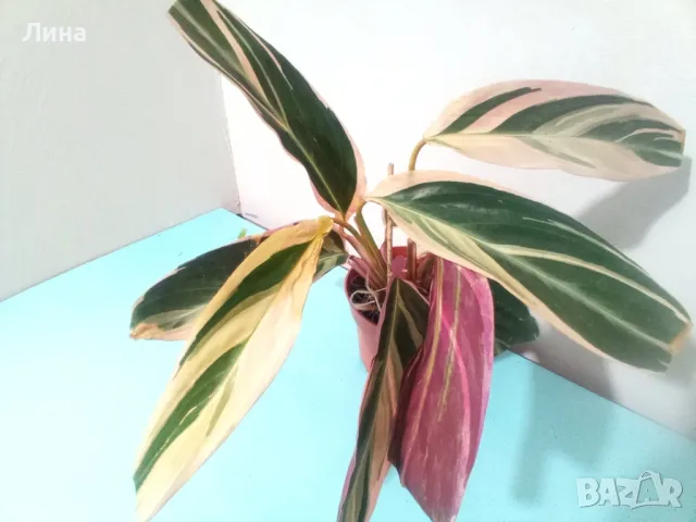 Калатея Триостар(Ctenanthe oppenheimiana) 