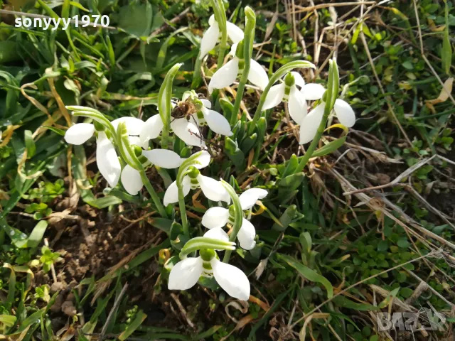 ЛОТ ЛУКОВИЦИ С КОКИЧЕТА В САКСИЯ 0202251645, снимка 3 - Градински цветя и растения - 48931567