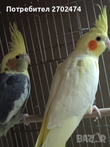продавам папагали 