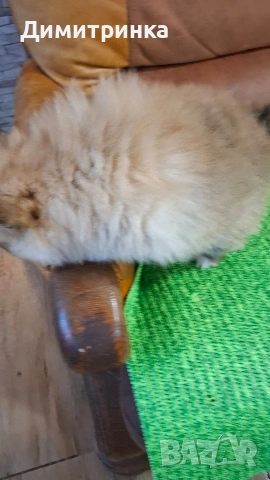 Мъжки немски шпиц, снимка 6 - Шпиц - 53795093