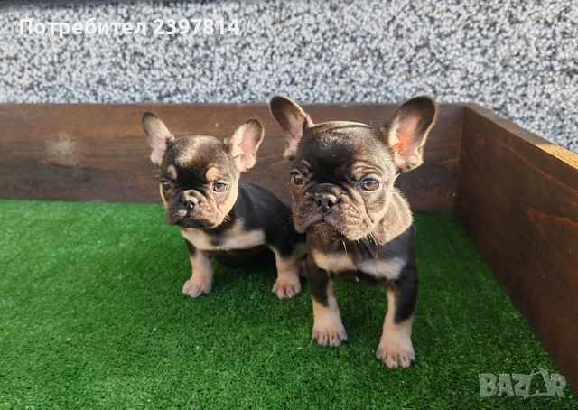 Френски булдог , снимка 11 - Френски булдог - 52372599