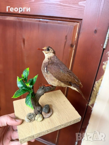 Препарирани птици, снимка 4 - Оборудване и аксесоари за оръжия - 52893190