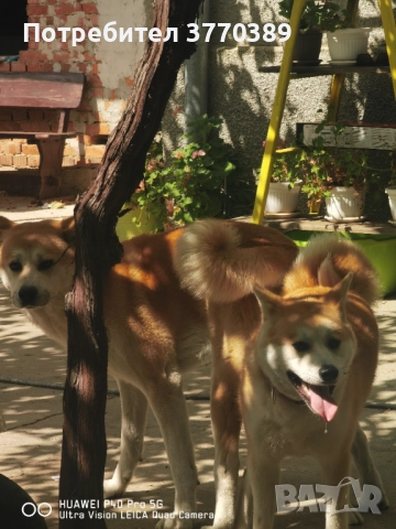 Акита Ину, снимка 4 - Акита - 52914413