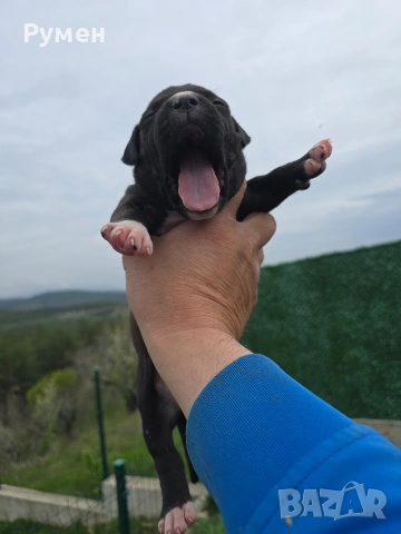 Американски стафордшир териер , снимка 10 - Американски стафордширски териер - 54059702